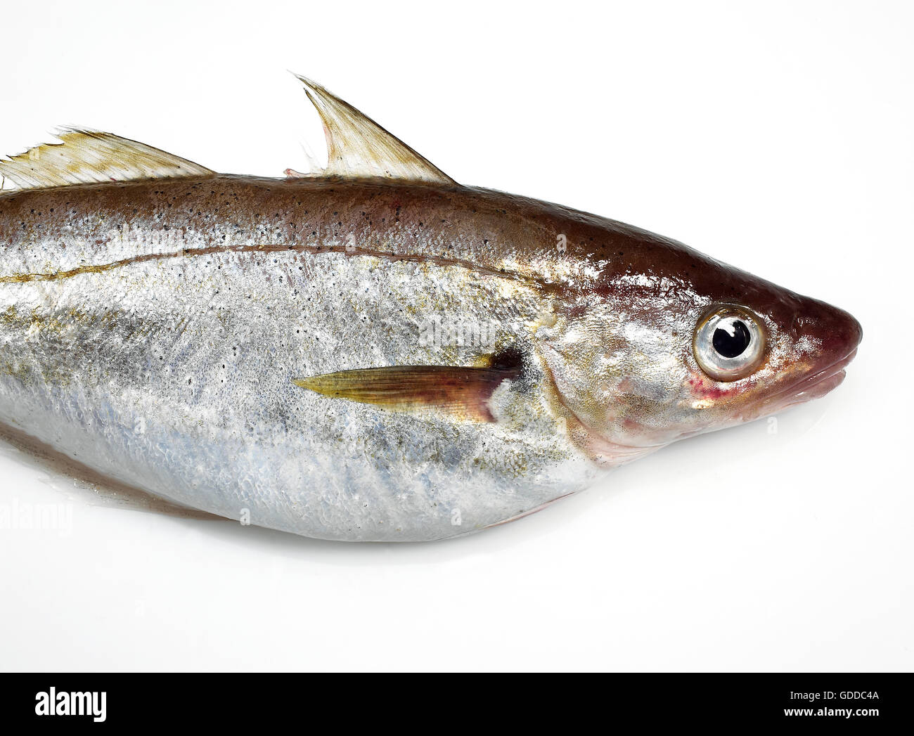 Whiting, merlangius merlangus, Fresh Fish  against White Background Stock Photo