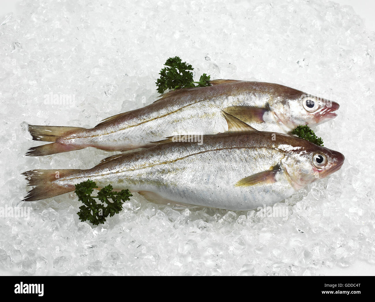 Fresh Whiting Fresh fishes and parsley on ice hi-res stock photography and images - Alamy