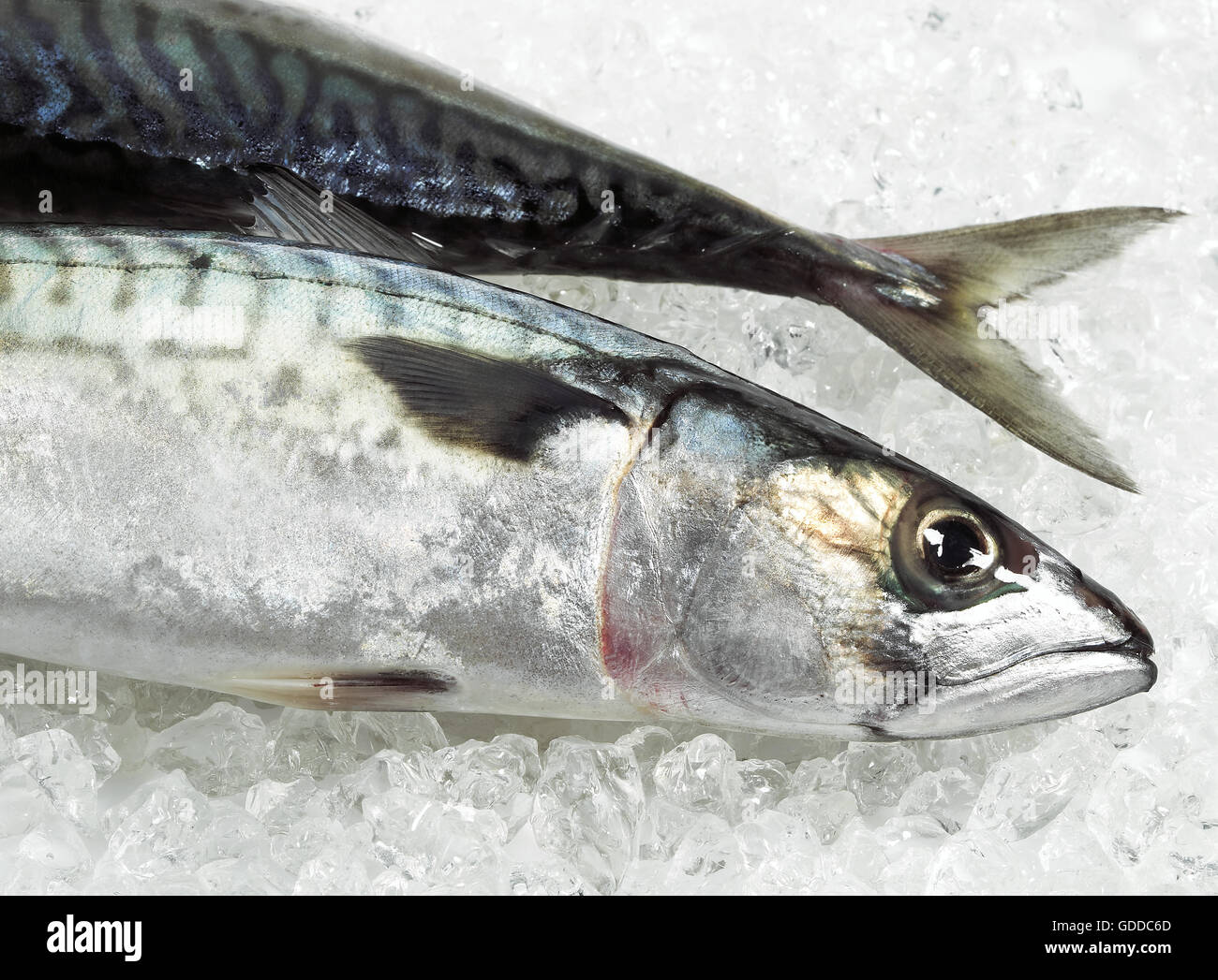 Mackerel, scomber scombrus, Fresh Fish on Ice Stock Photo