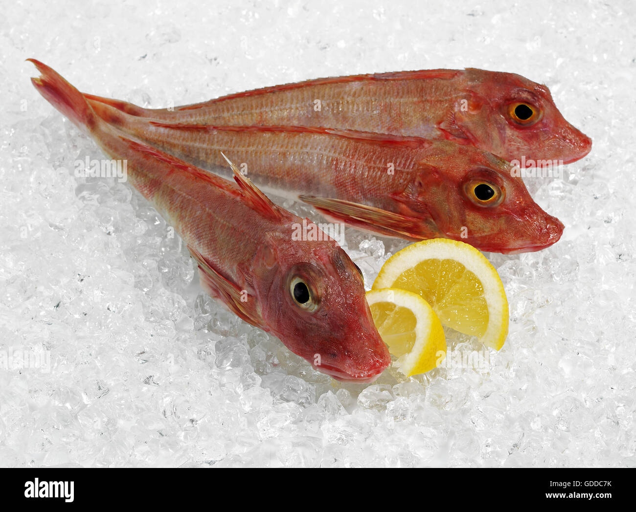 Red Gurnard, trigla cuculus, Fishes on Ice  with Yellow Lemon Stock Photo