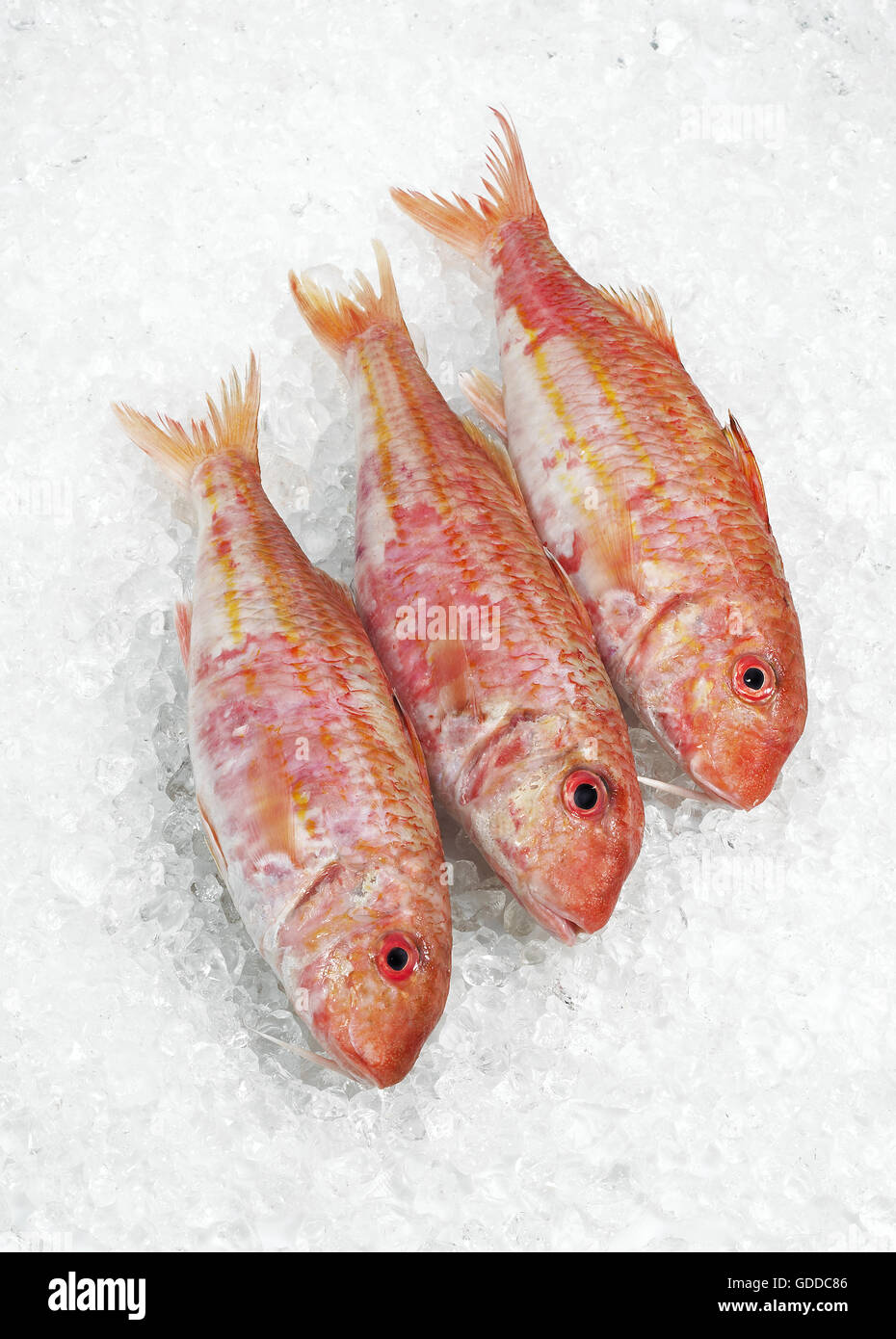 Red Mullet, mullus surmuletus, Fresh fishes on Ice Stock Photo - Alamy