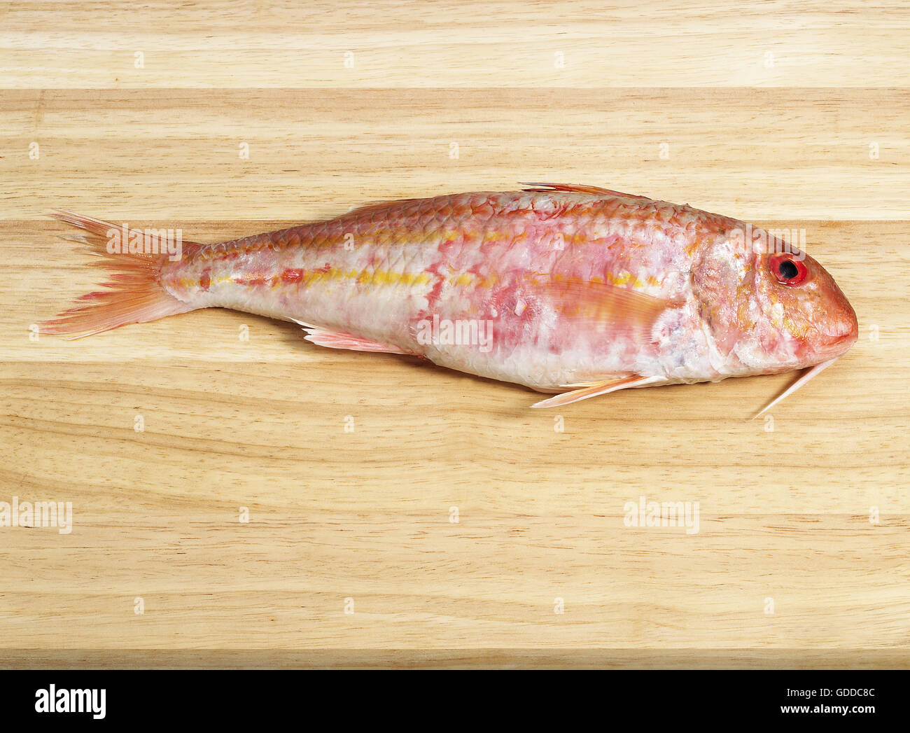 Striped red mullets mullus surmuletus hires stock photography and images Alamy