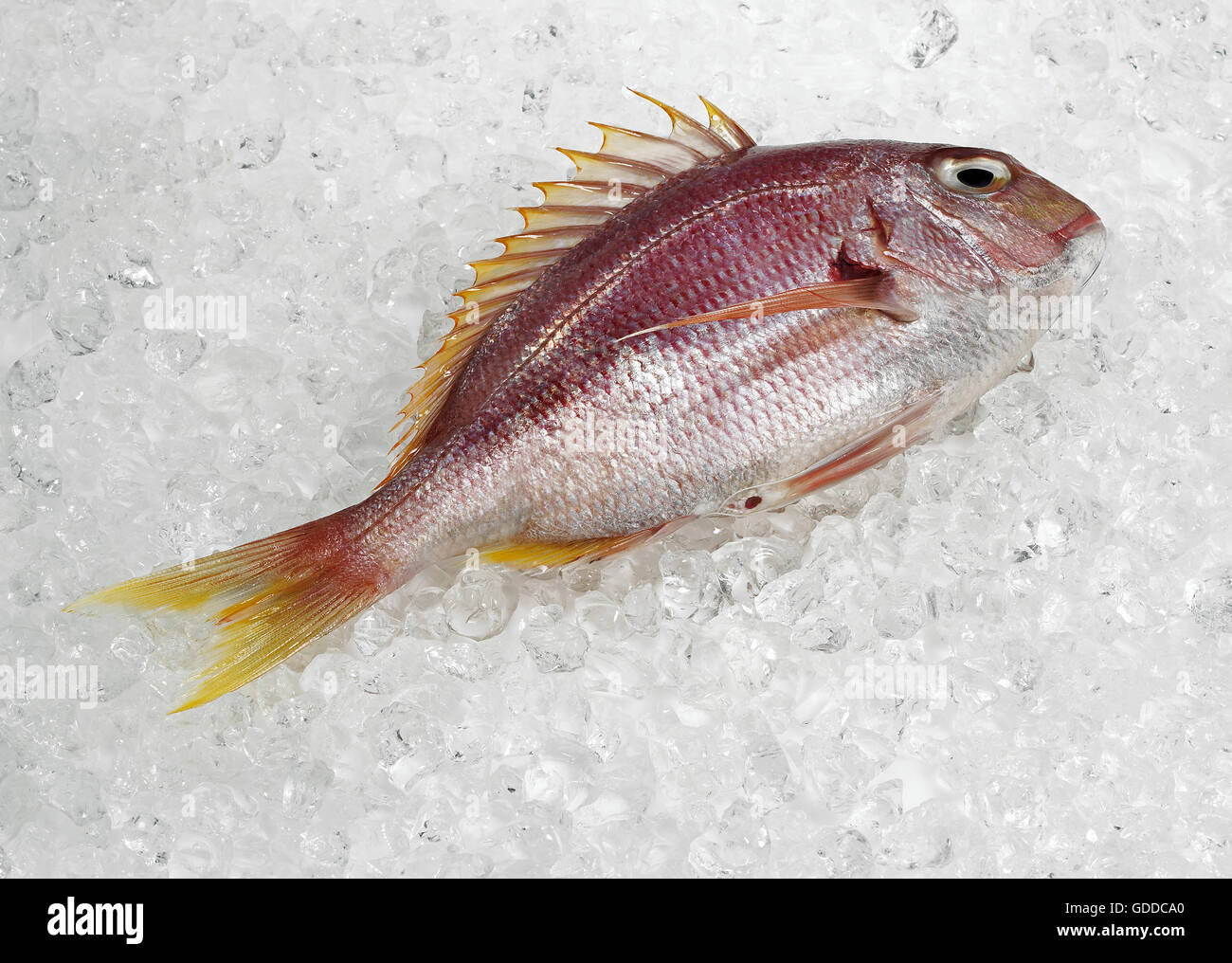 Red Sea Bream, pagellus bogaraveon, Fresh Fish on Ice Stock Photo