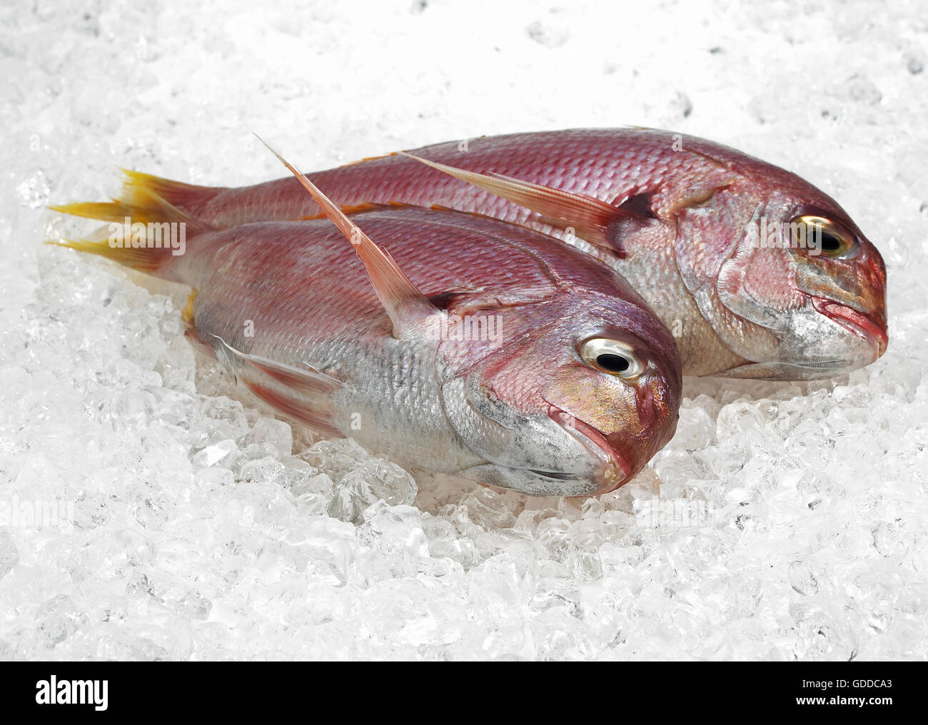 Red Sea Bream, pagellus bogaraveo, Fresh Fishes on Ice Stock Photo