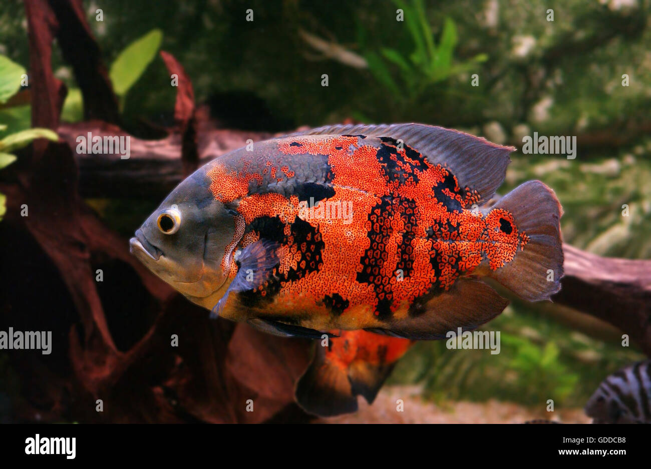 Tiger Oscar Fish, astronotus ocellatus, Adult Stock Photo