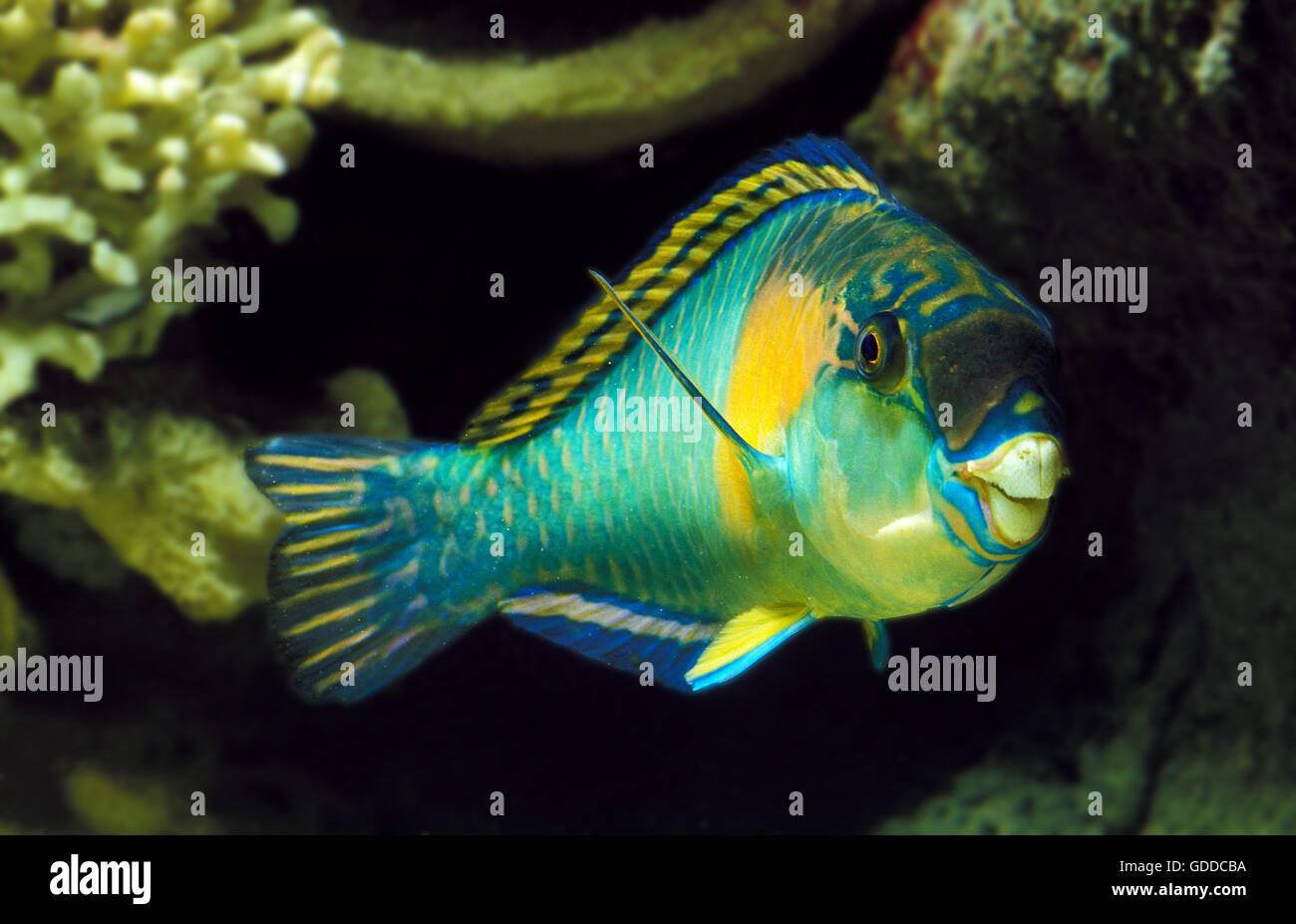 PARROT FISH scarus sordidus Stock Photo