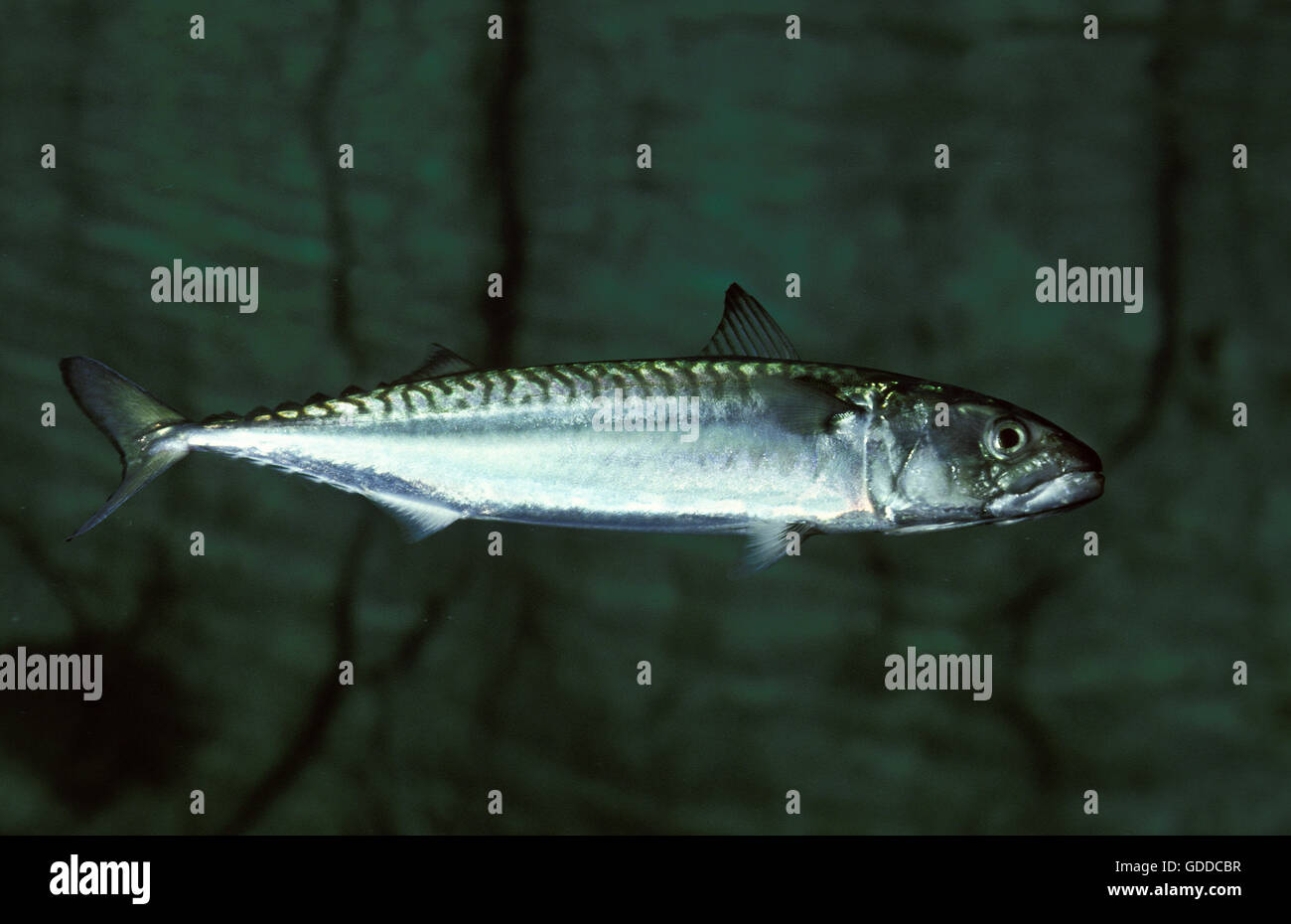 Atlantic Mackerel, scomber scombrus Stock Photo