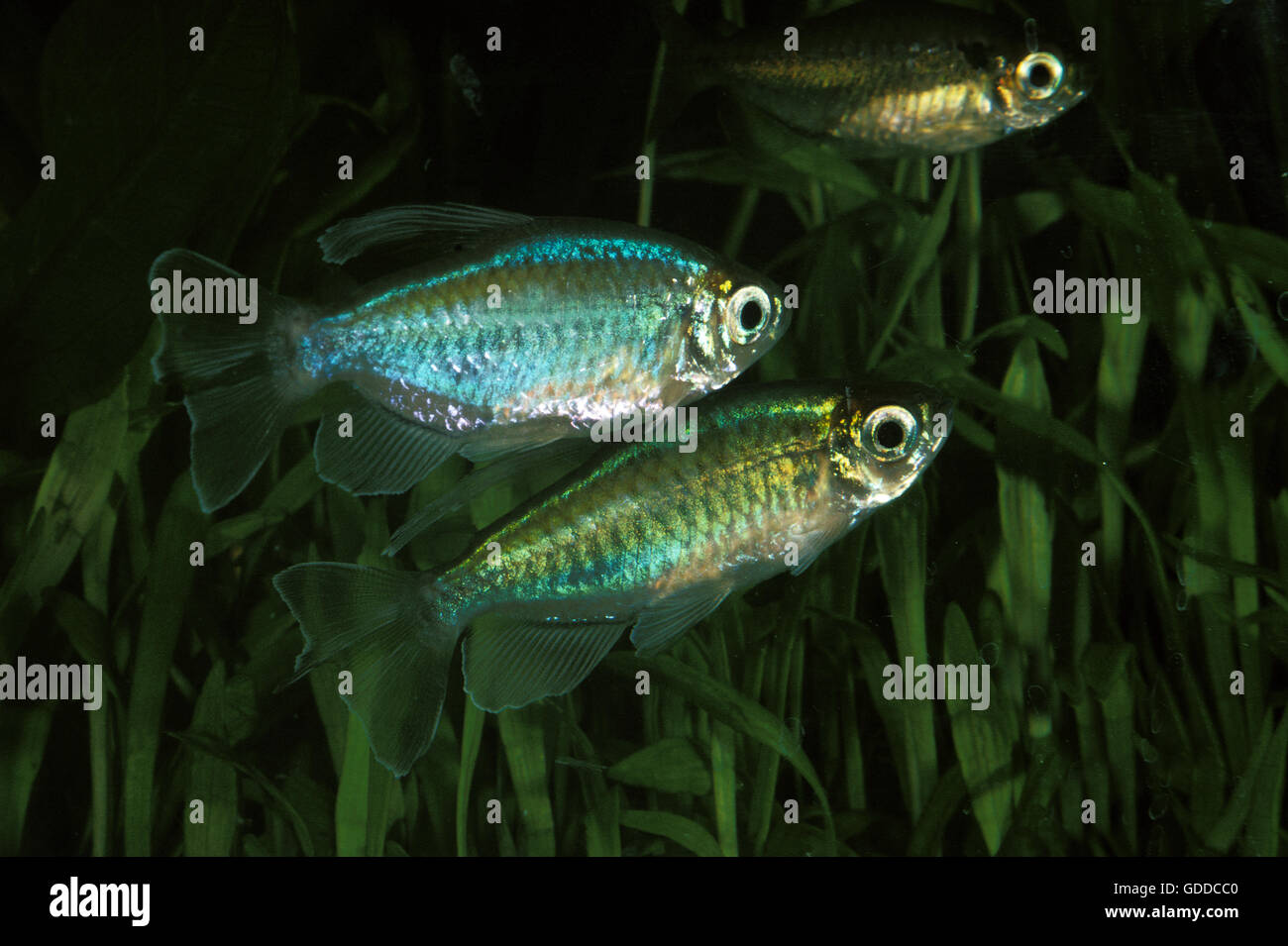 Congo Tetra, phenacogrammus interruptus, Aquarium Fishes Stock Photo