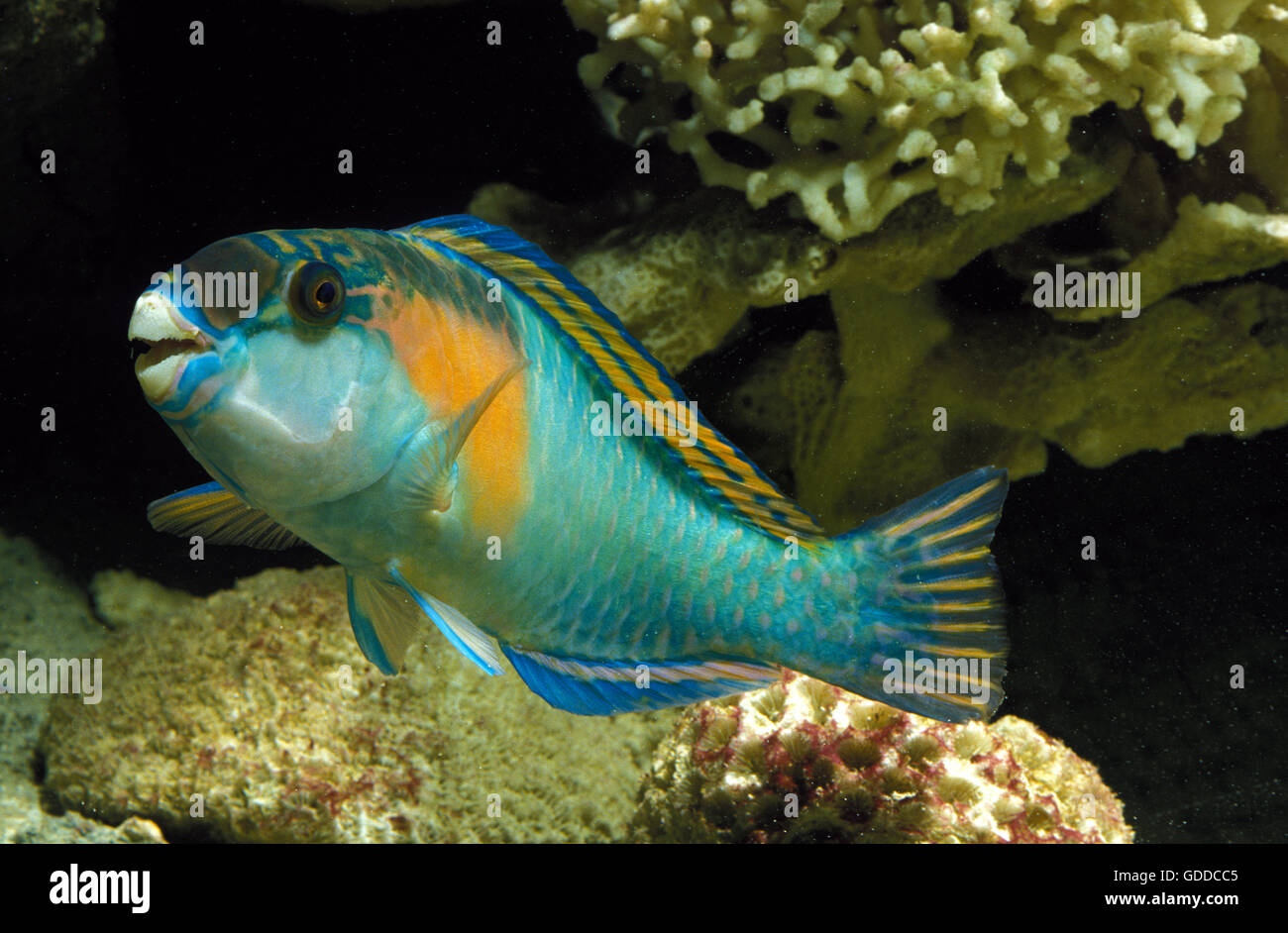 PARROT FISH scarus sordidus Stock Photo