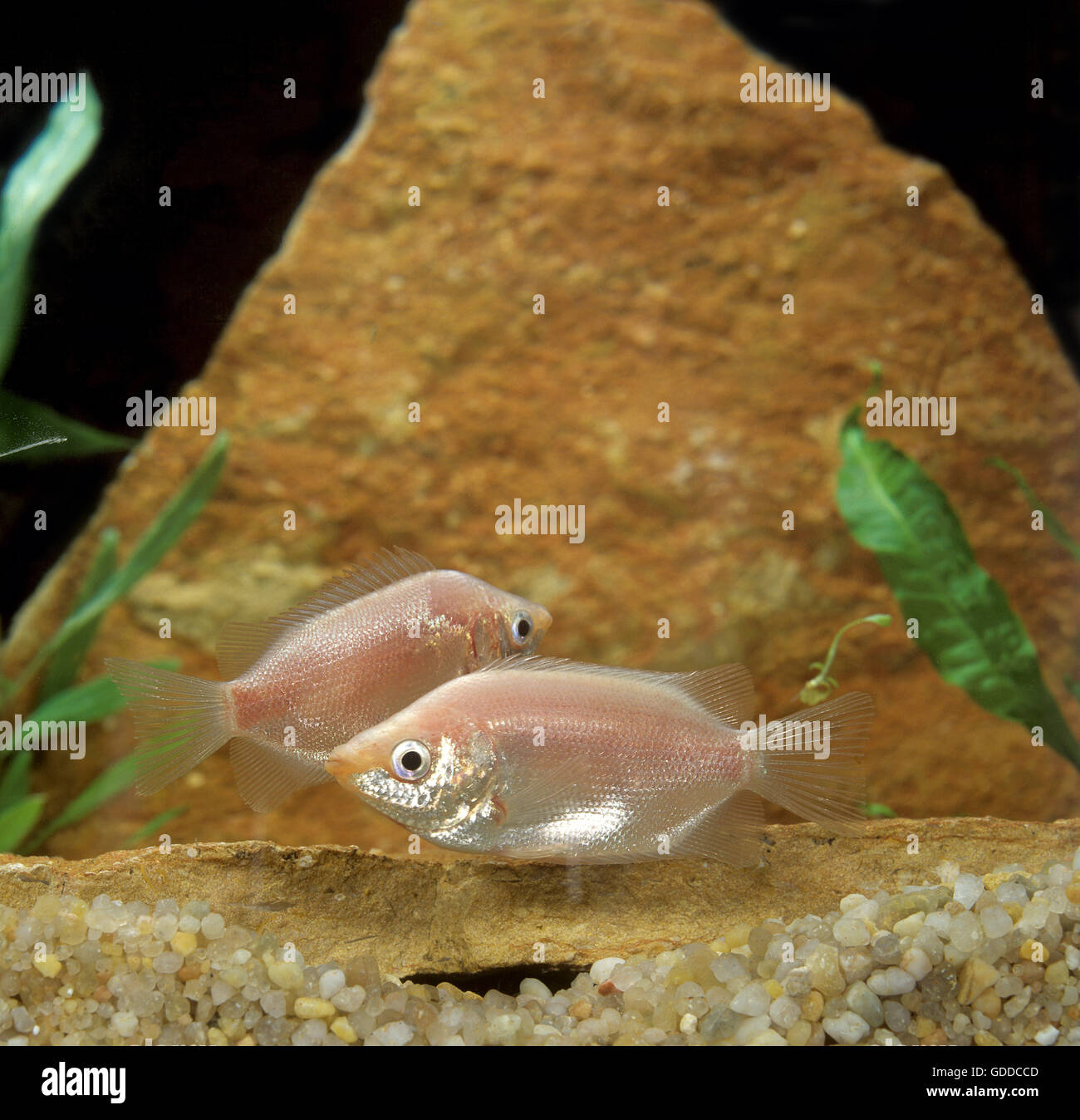 Kissing Gourami, helostoma temminckii, Aquarium Fishes Stock Photo