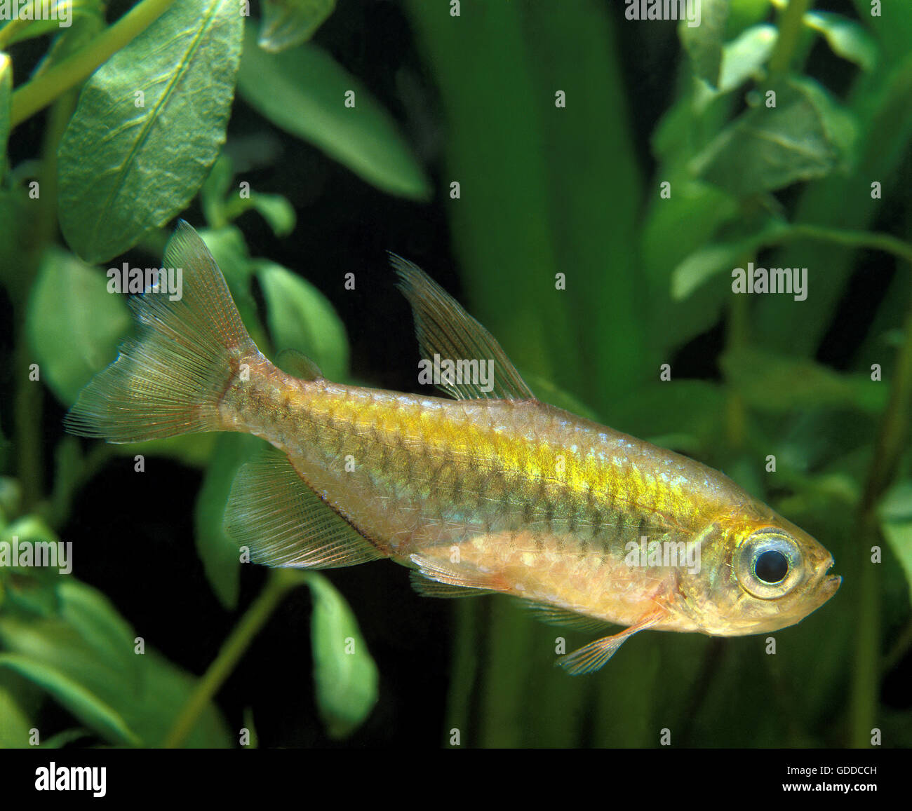 Congo Tetra, phenacogrammus interruptus, Aquarium Fish Stock Photo