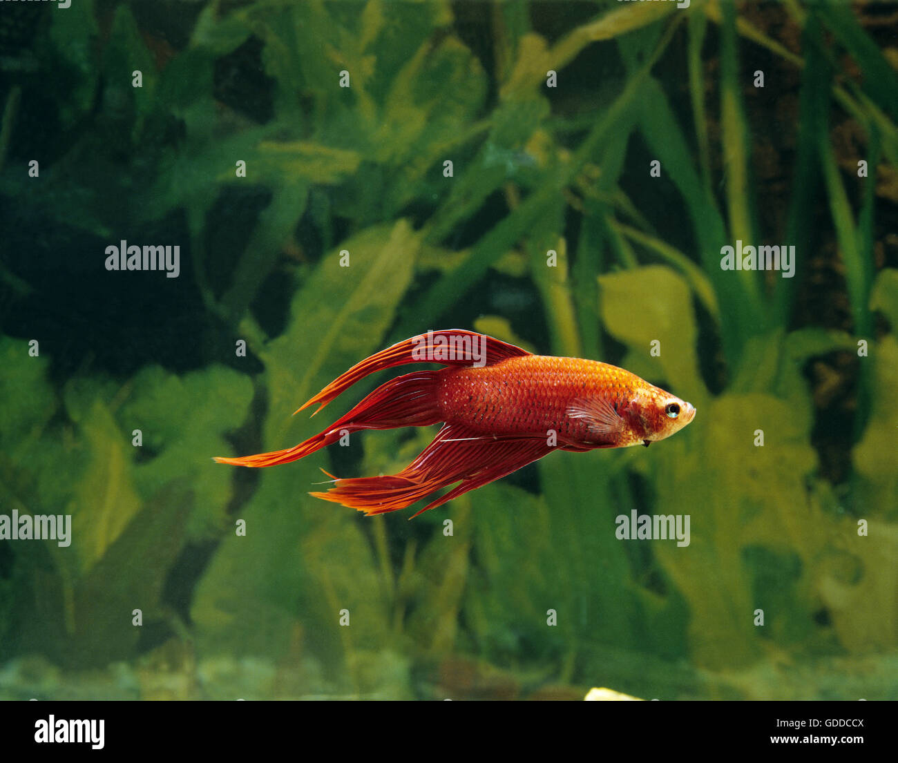 Fighting Fish, betta splendens Stock Photo