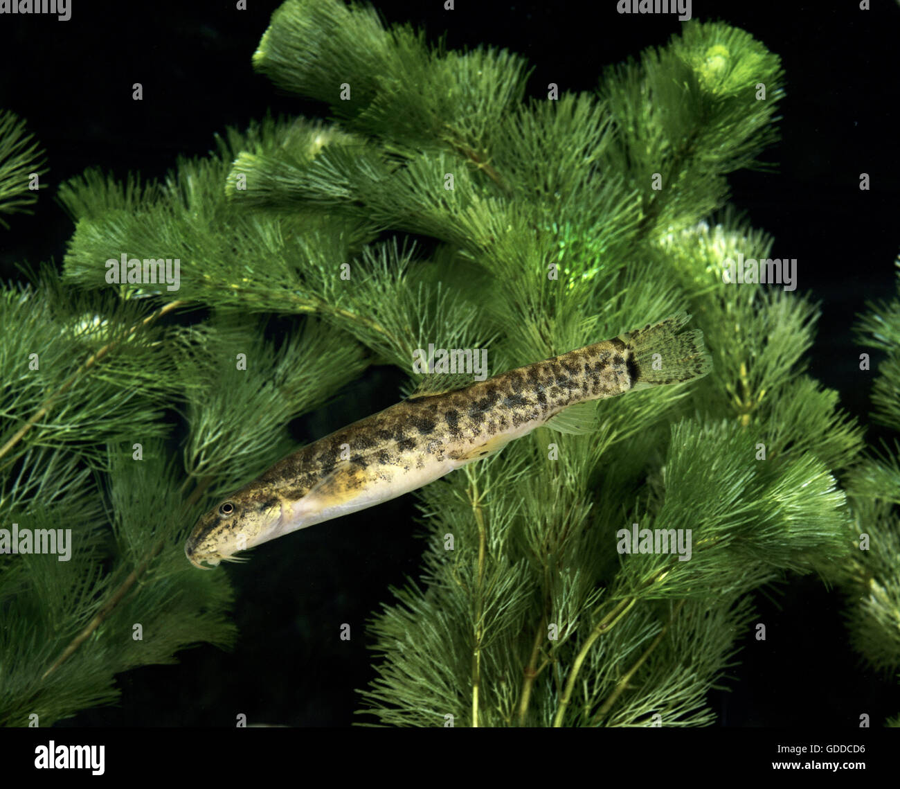 Spined Loach, cobitis taenia Stock Photo