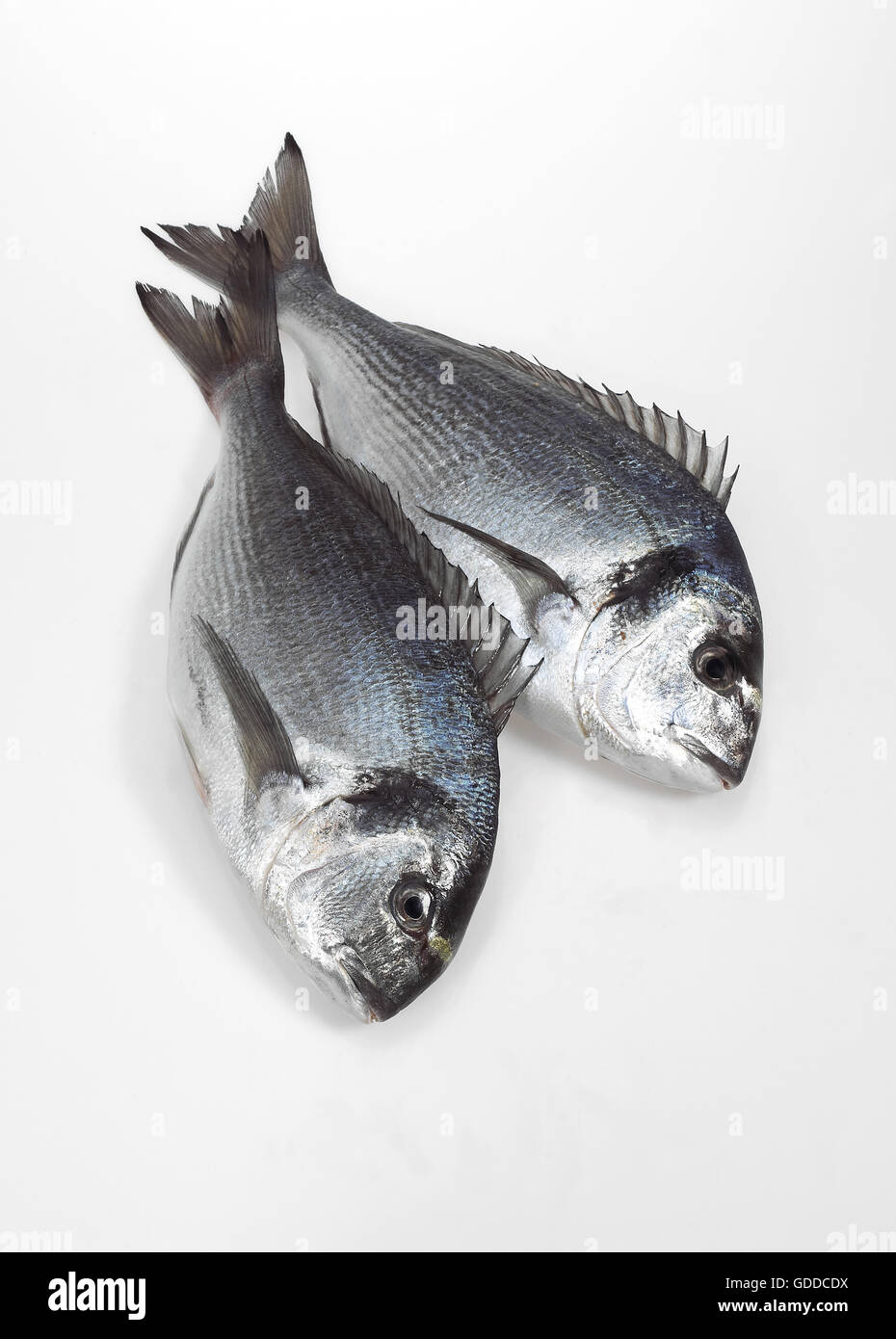 Gilthead Bream, sparus auratus, Fresh Fish against White Background Stock Photo