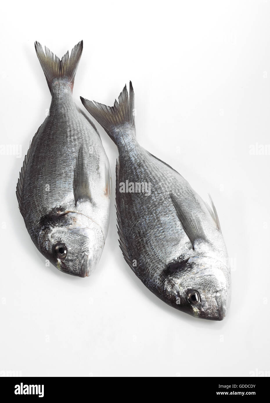 Gilthead Bream, sparus auratus, Fresh Fishes against White Background Stock Photo