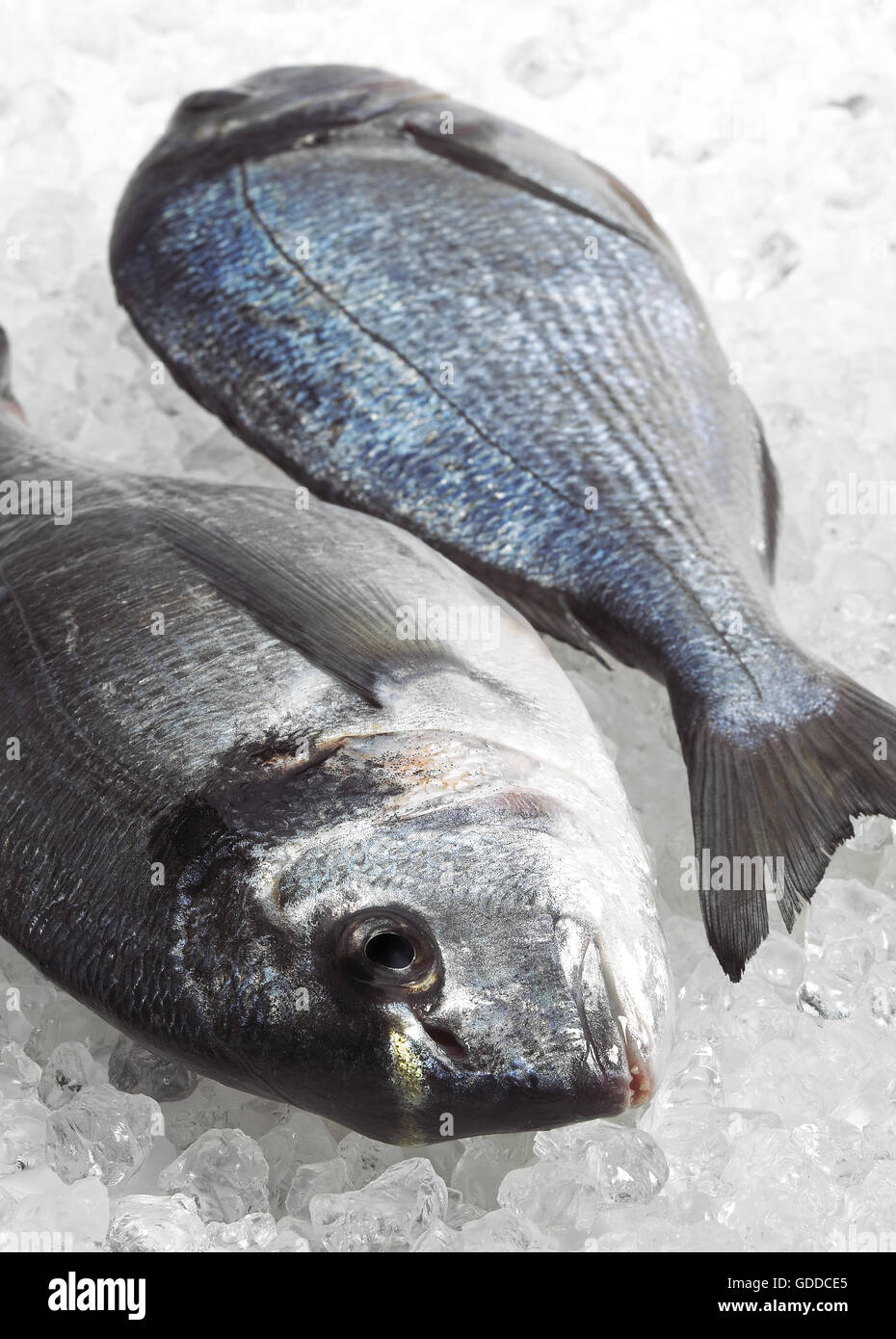 Gilthead Bream, sparus auratus, Fresh Fishes on Ice Stock Photo