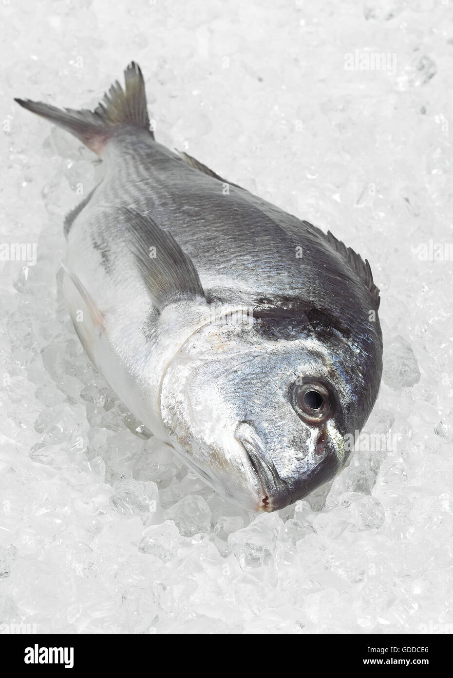 Gilthead Bream, sparus auratus, Fresh Fish on Ice Stock Photo