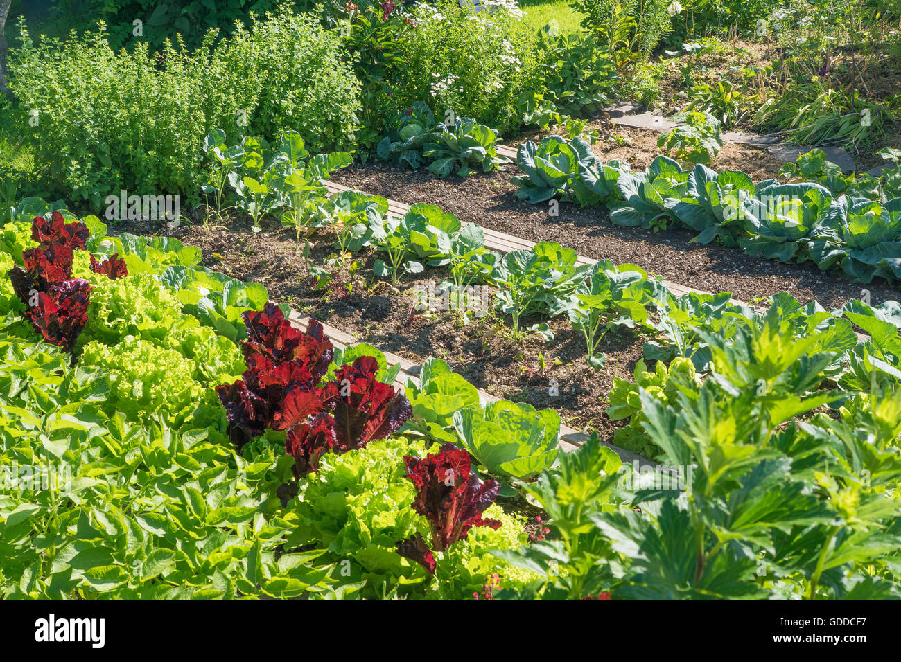 ecological  farm garden Stock Photo
