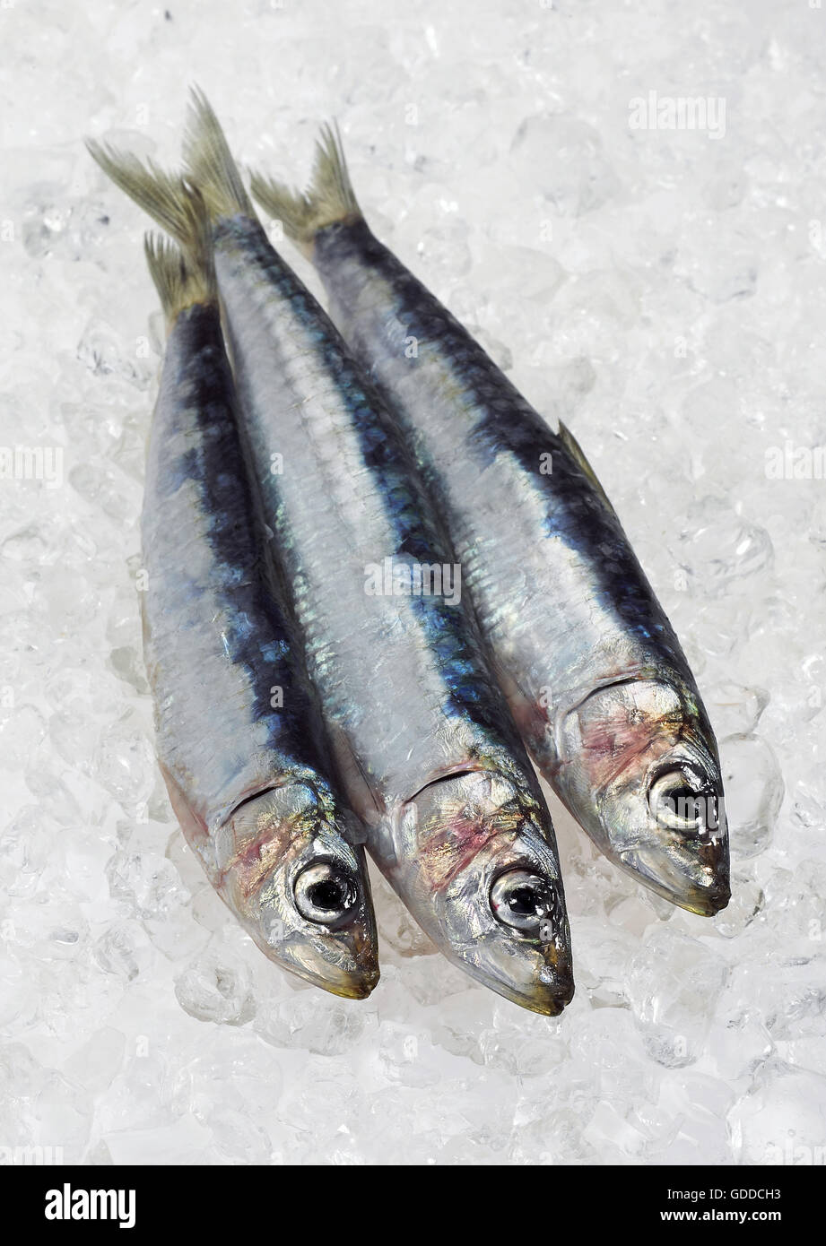 Sardine, sardina pilchardus, Fresh Fishes on Ice Stock Photo