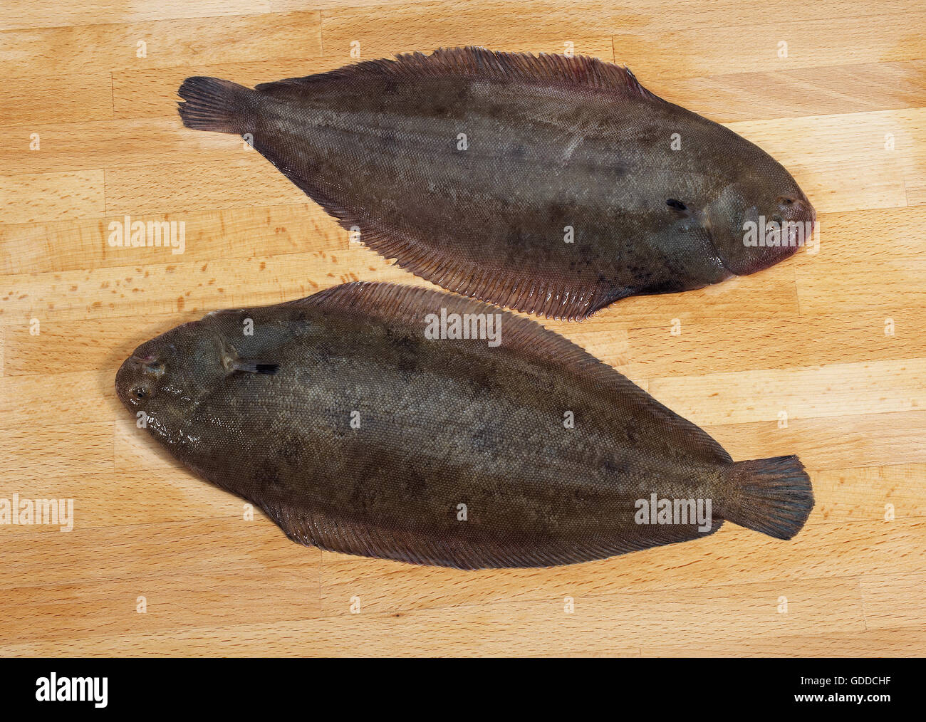 Common Sole (solea Solea) Stock Photos Common Sole (solea Solea