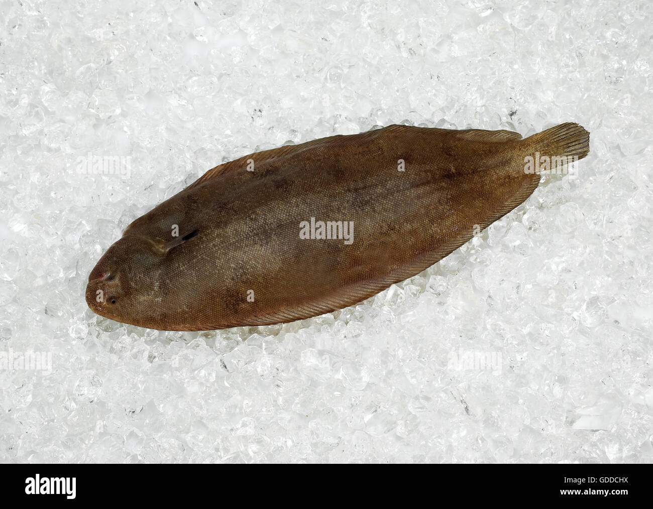 Sole Fish, solea solea, Fresh Fish on Ice Stock Photo Alamy