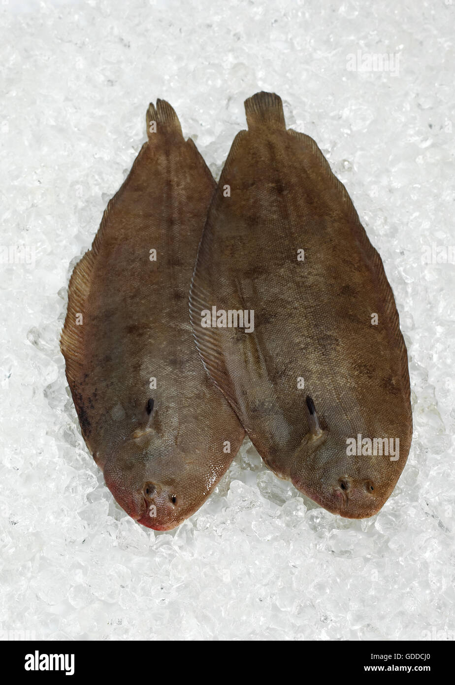 FRESH SOLE FISH solea solea ON ICE Stock Photo Alamy