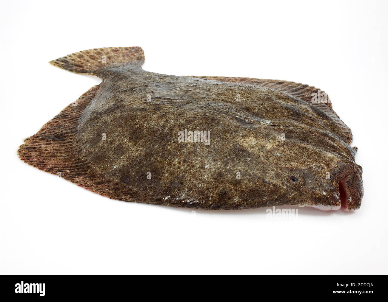 fresh-turbot-scophthalmus-maximus-against-white-background-stock-photo