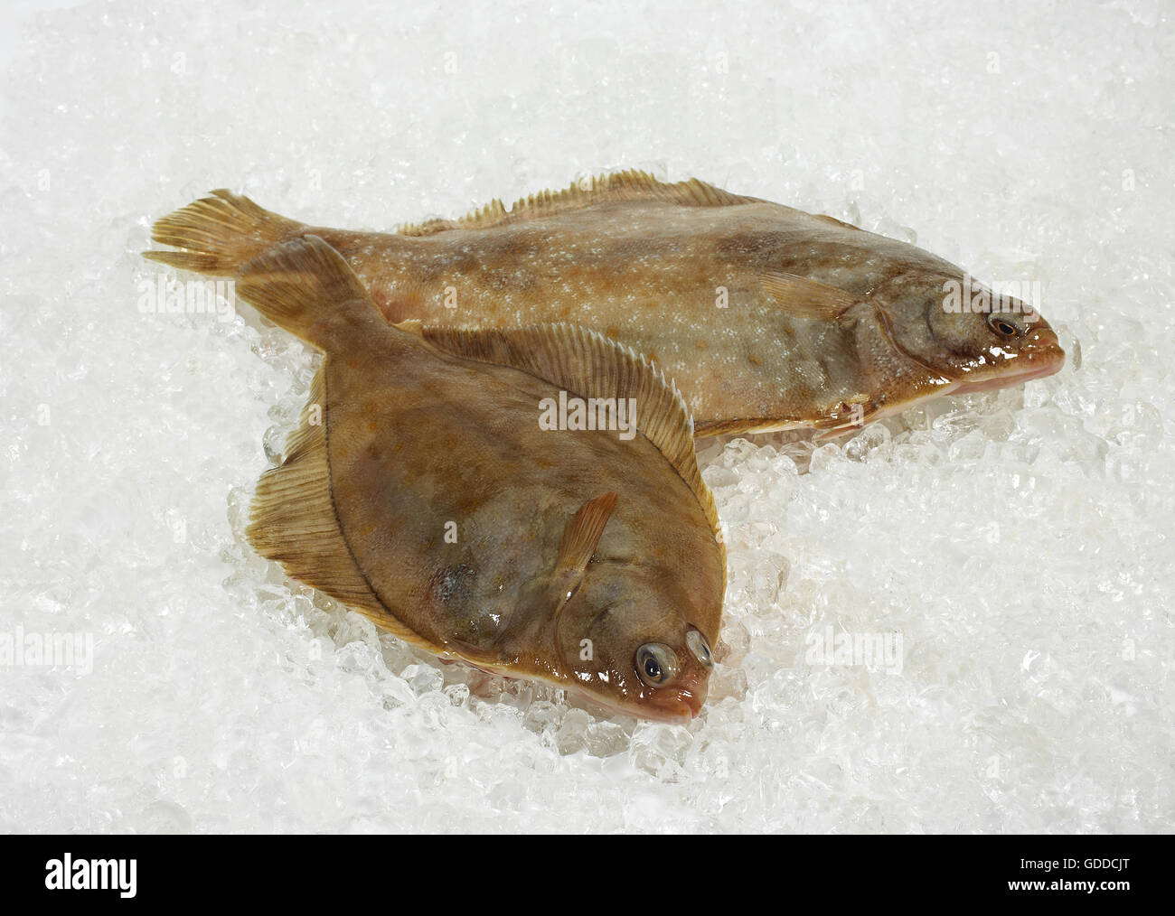 FRESH BRILL scophthalmus rhombus ON ICE Stock Photo