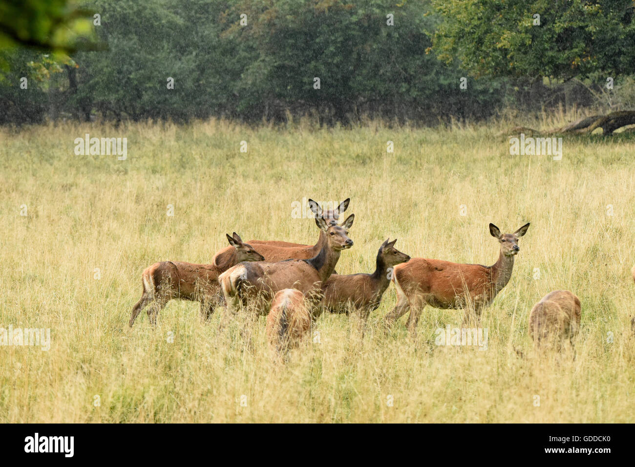 Red deer,rut Stock Photo