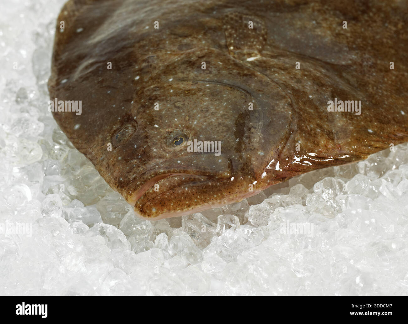 FRESH BRILL scophthalmus rhombus ON ICE Stock Photo