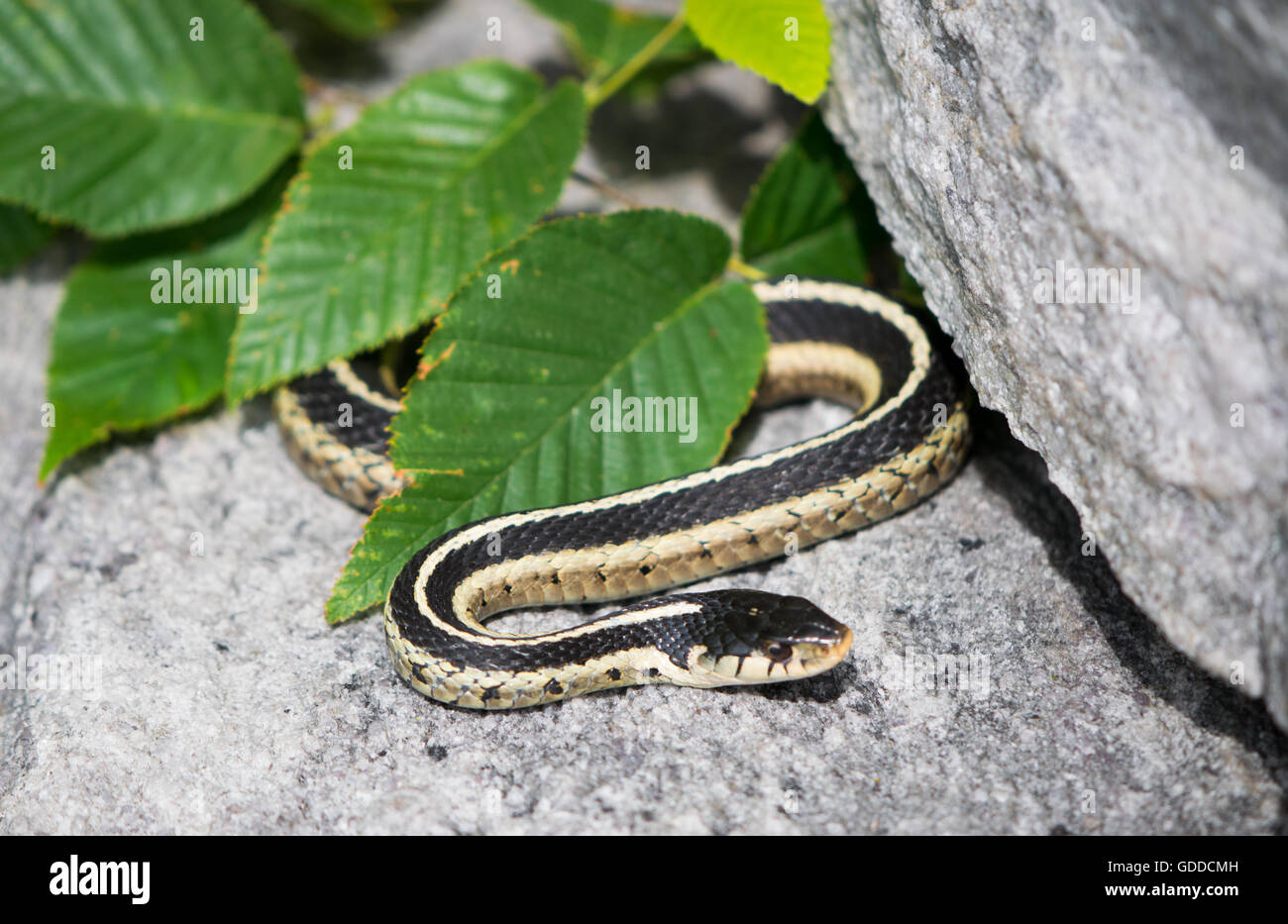 Garter Snake Relaxing in the Sun Stock Photo