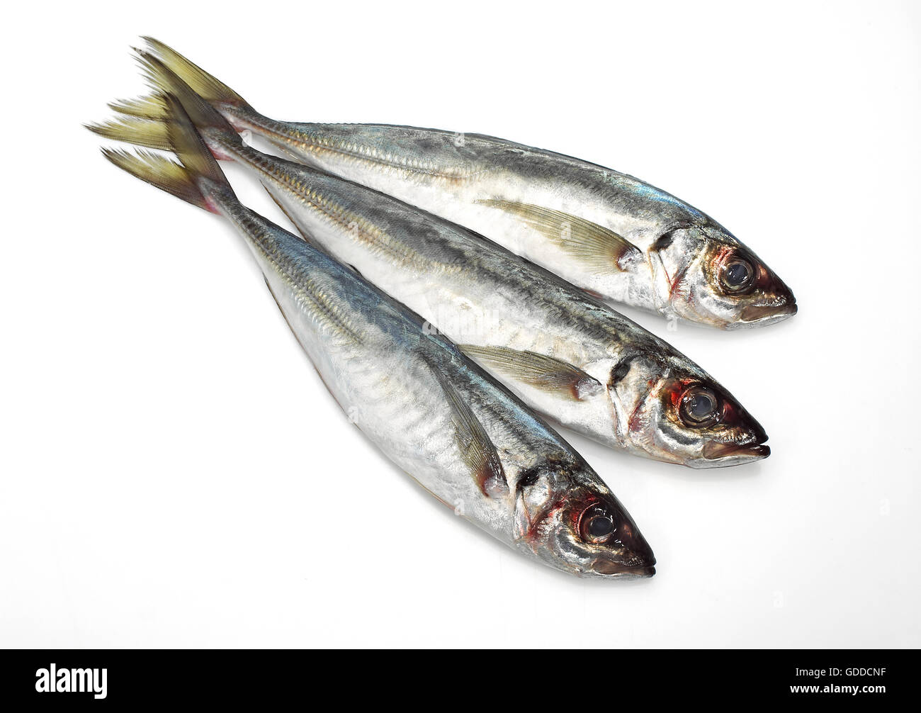 Horse mackerel hi-res stock photography and images - Alamy