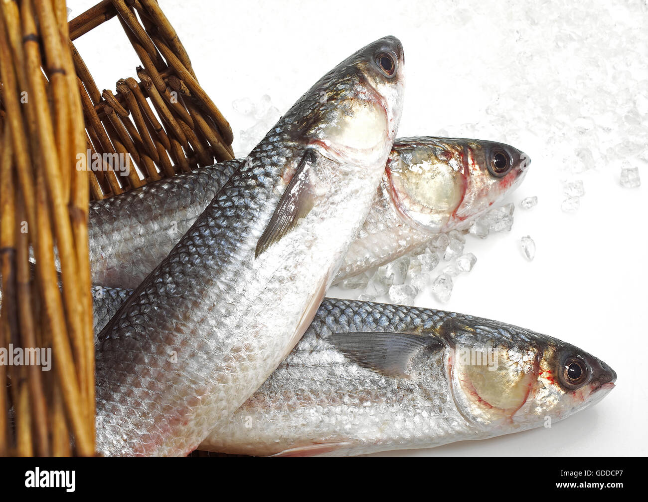 Mullet, chelon labrosus, Fresh Fishes on Ice Stock Photo