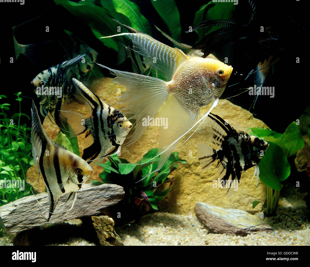 Angelfish, pterophyllum scalare, Aquarium Fishes Stock Photo