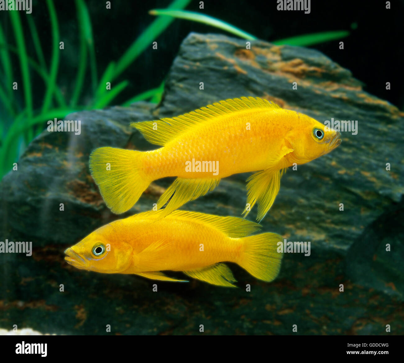 Lemon Cichlid, neolamprologus leleupi, Fishes Aquarium Stock Photo