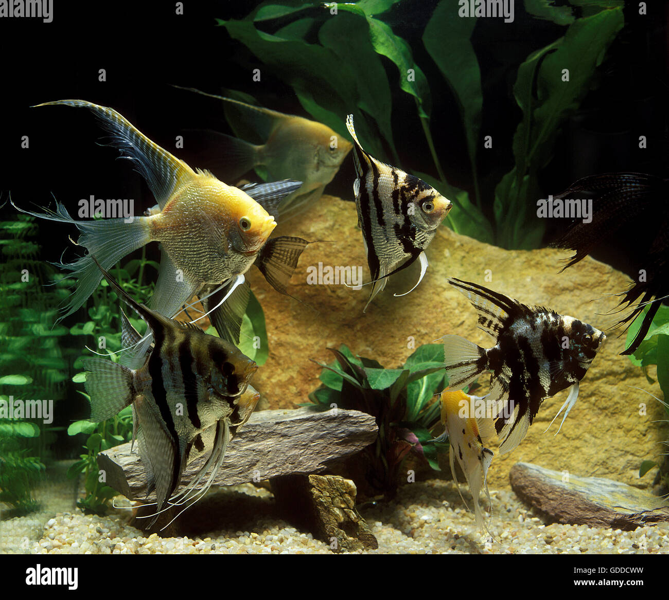 Angelfish, pterophyllum scalare, Adults, Aquarium Fishes Stock Photo