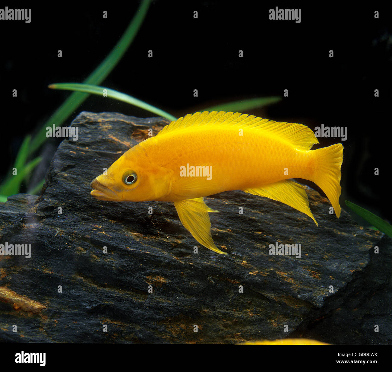 LEMON CICHLID neolamprologus leleupi, ADULT Stock Photo