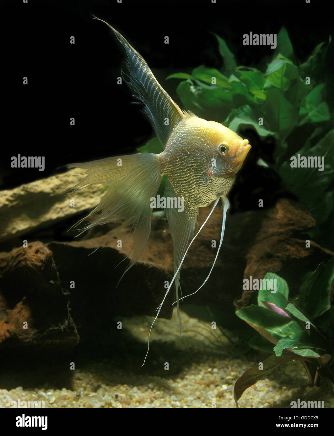 Diamond Angelfish, pterophyllum scalare, Adult Stock Photo