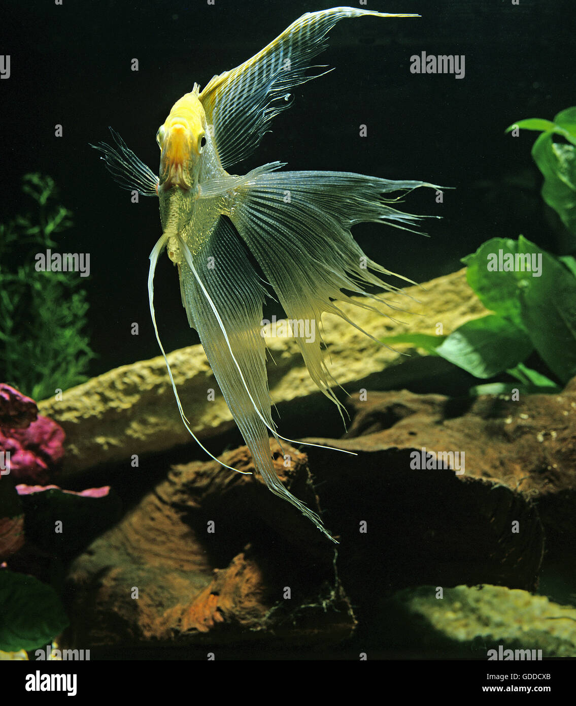 Diamond Angelfish, pterophyllum scalare Stock Photo
