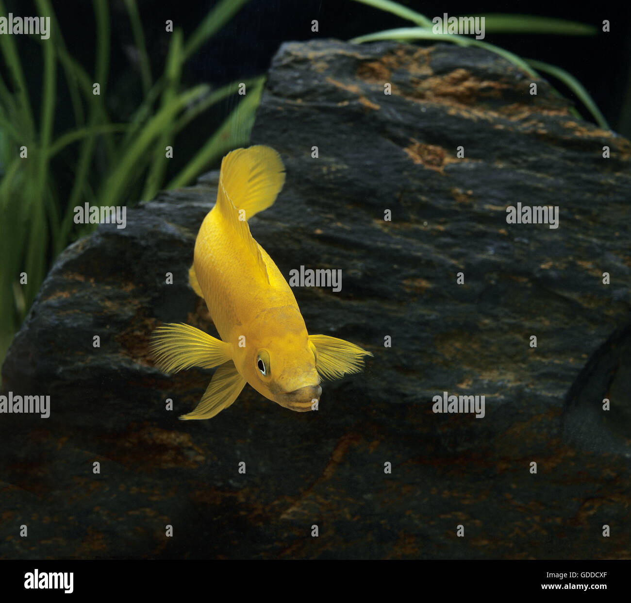 Lemon Cichlid, neolamprologus leleupi Stock Photo