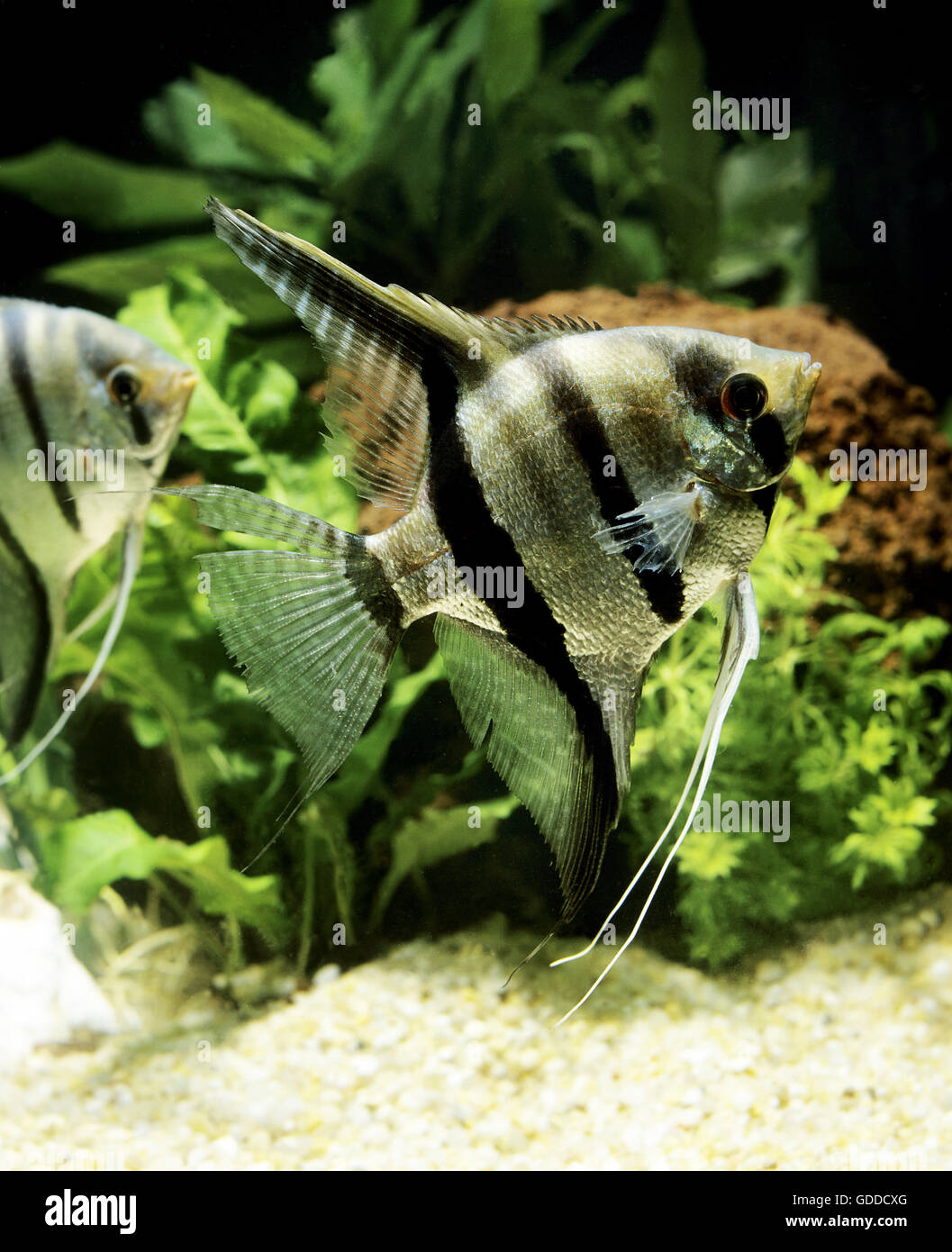 Angelfish, pterophyllum scalare Stock Photo