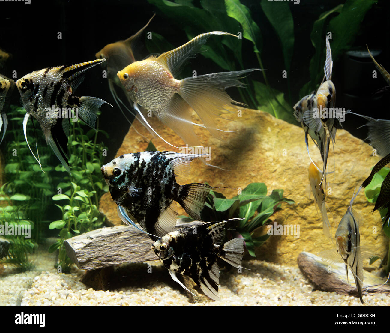 Angelfish, pterophyllum scalare, Adults, Aquarium Fishes Stock Photo