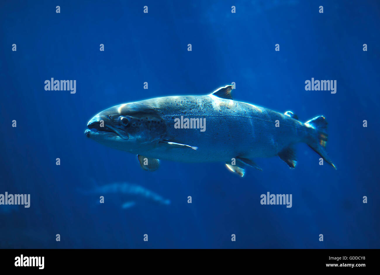 ATLANTIC SALMON salmo salar SWIMMING IN BLUE WATER IN QUEBEC Stock Photo