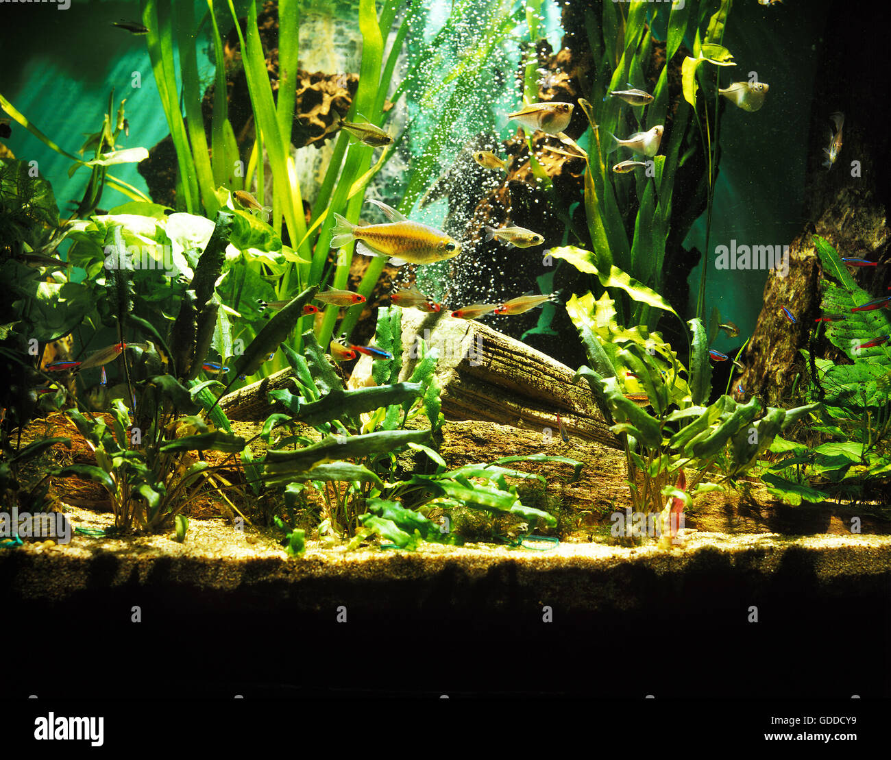 Fishes in Fresh Water Aquarium Stock Photo