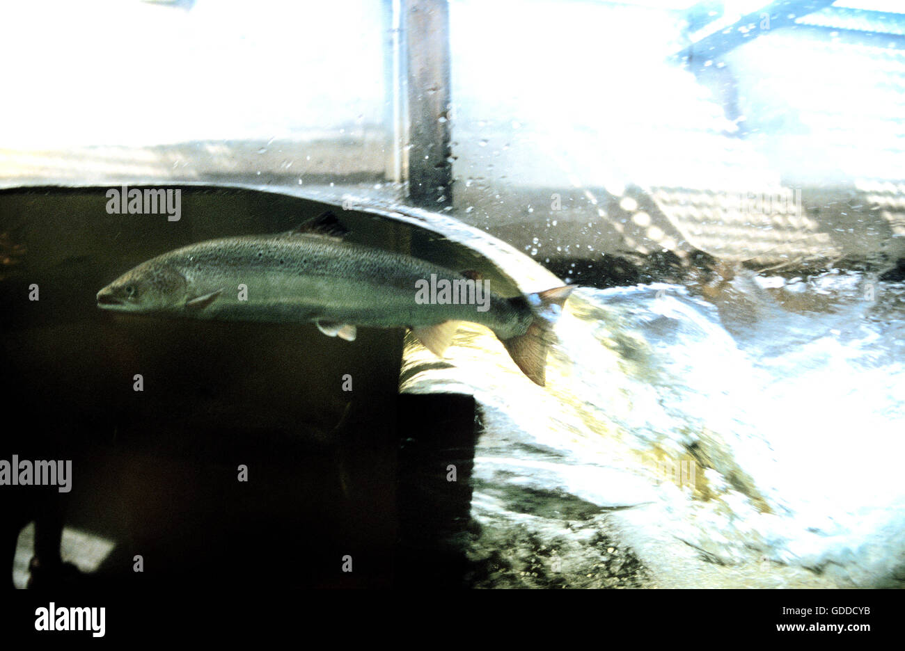 Atlantic Salmon, salmo salar in a Fish Ladder in Quebec Stock Photo