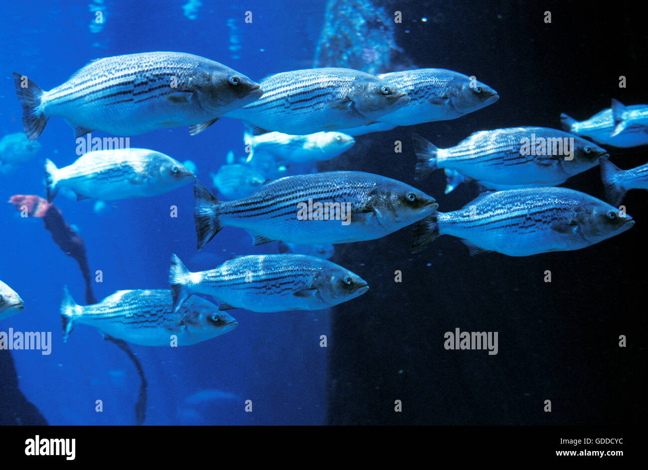 Striped Bass, morone saxatilis, Shoal of fishes Stock Photo Alamy