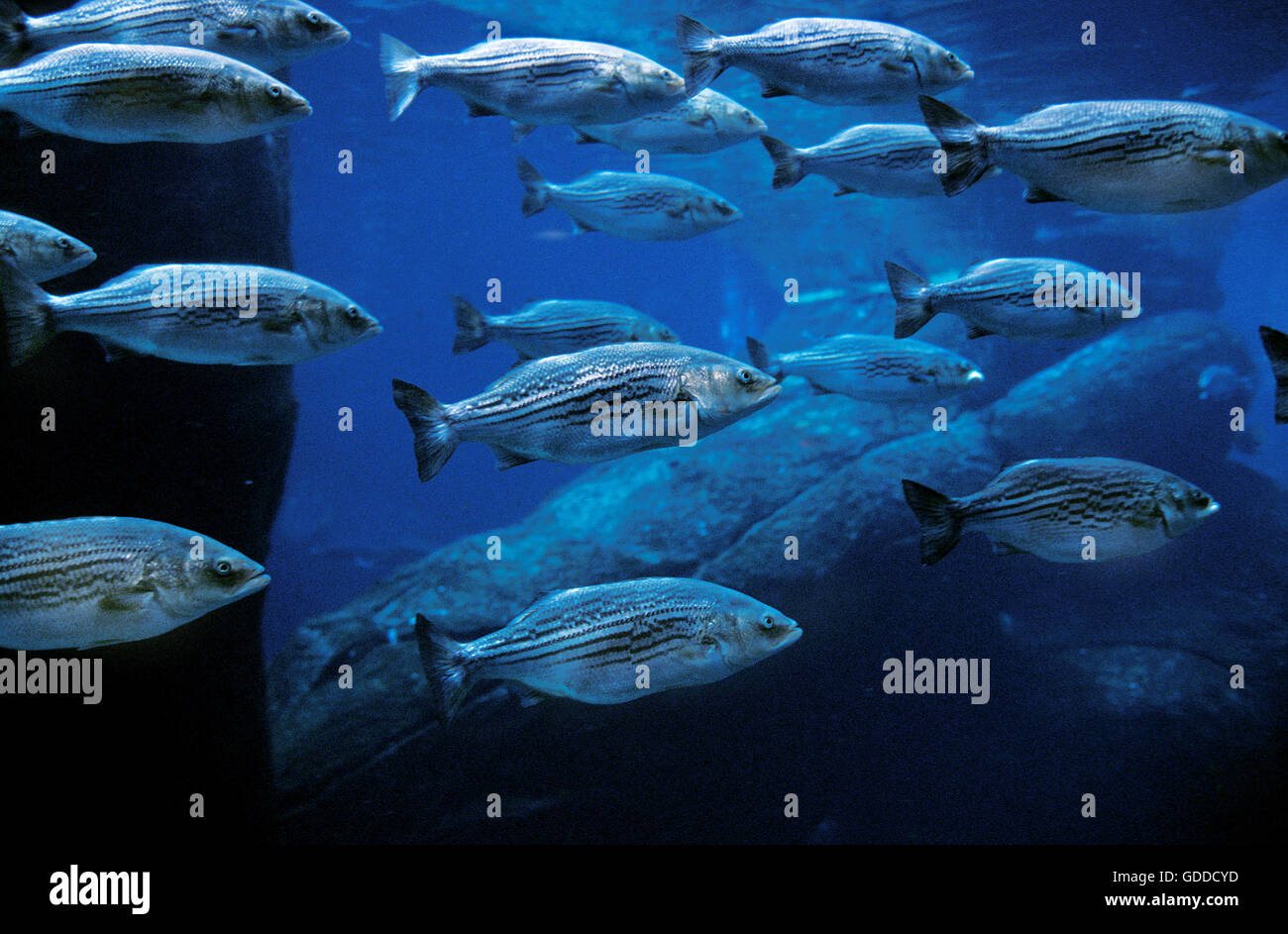STRIPED BASS morone saxatilis, SHOAL OF FISHES Stock Photo Alamy