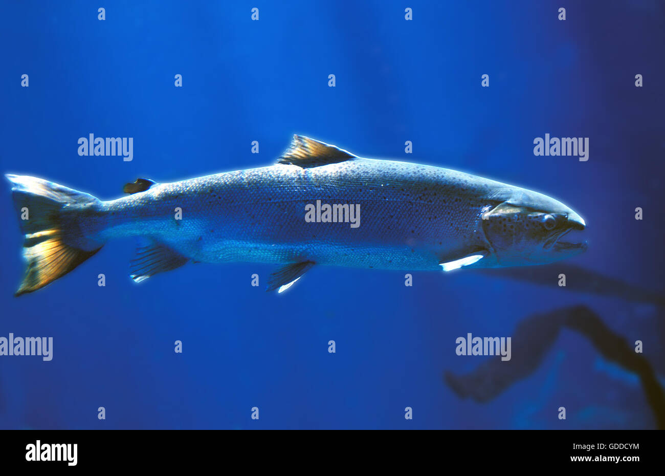 Atlantic Salmon, salmo salar, Quebec Stock Photo