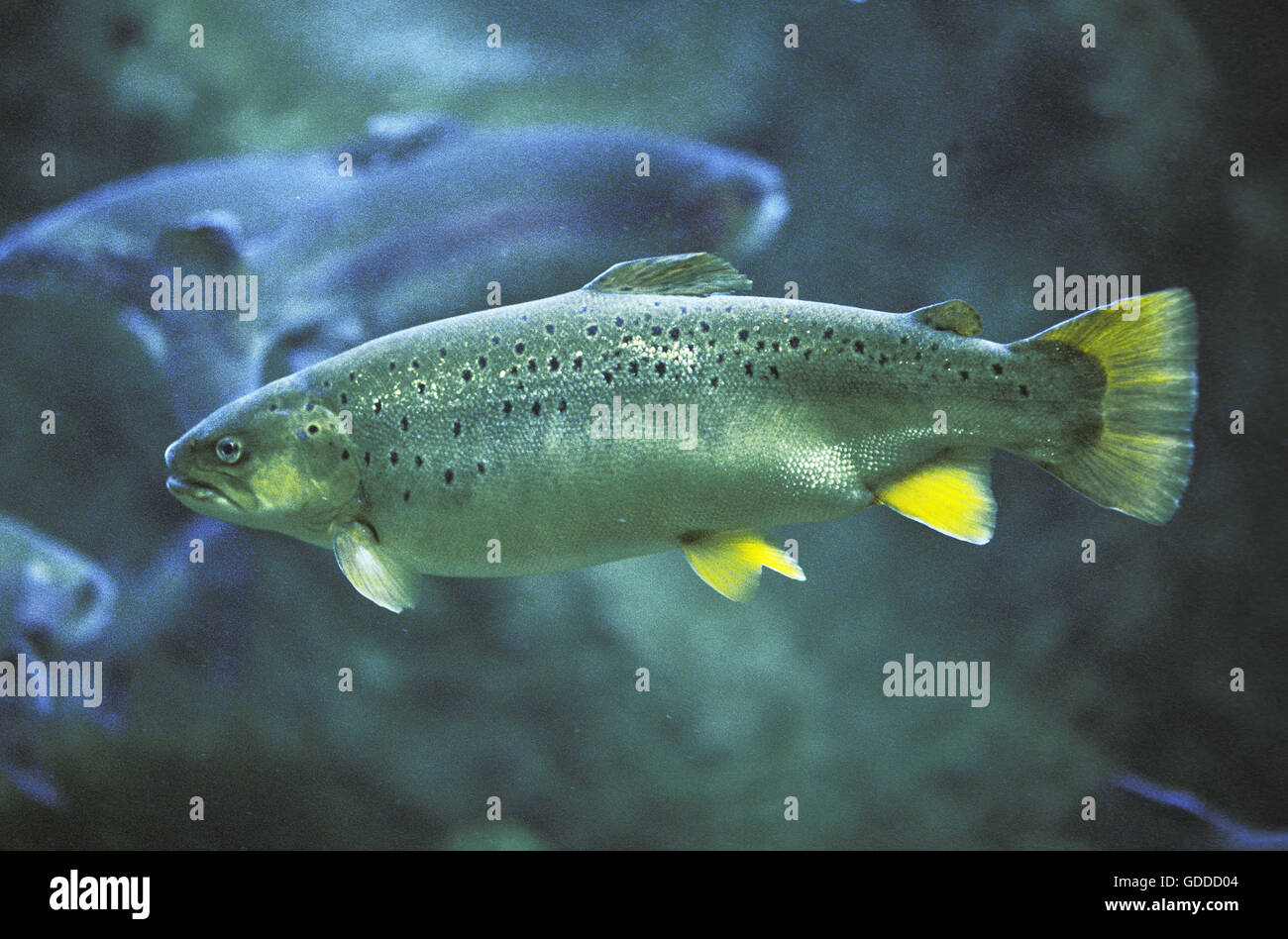 Atlantic Salmon, salmo salar, Adult, Quebec in Canada Stock Photo