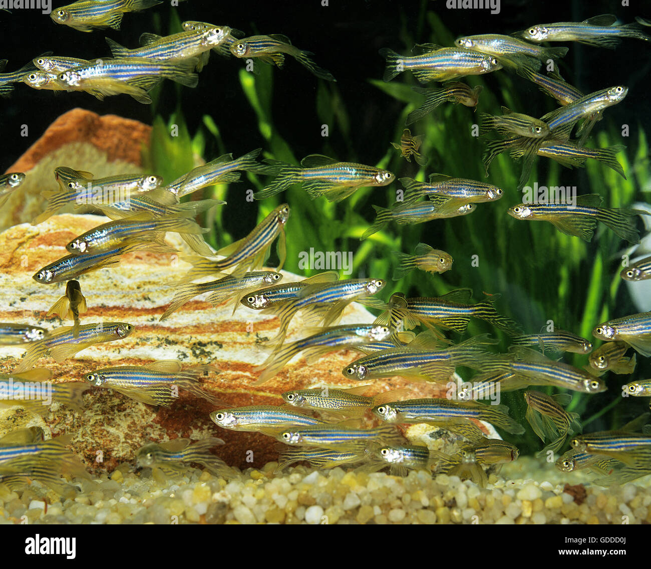 Long-Finned Zebra Fish, brachydanio rerio, Aquarium Fishes Stock Photo
